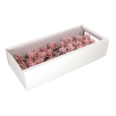Szárított protea 50db/csomag rózsaszín színű