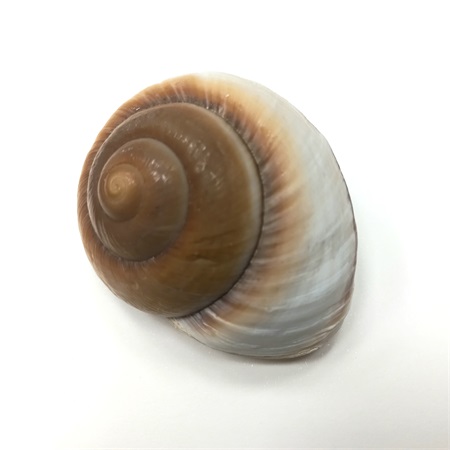 Csigaház darabra 8x6x4cm natúr