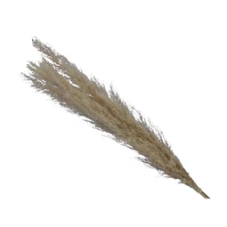 Dekoráció Pampafű csokor 75 cm natúr 5db/csomag