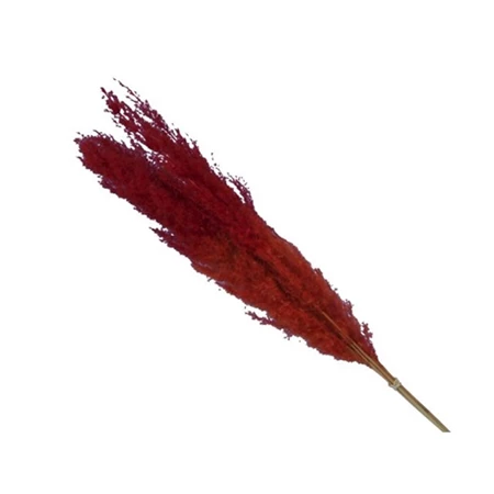 Dekoráció Pampafű csokor 75 cm piros 5db/csomag