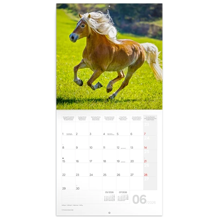 Falinaptár 2026 REAL lemez Horses 30x30cm