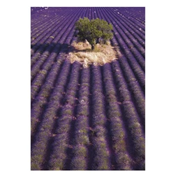 Falinaptár 2026 TOPTIMER T092 315x450mm álló Provence