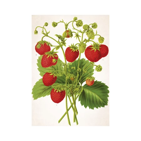 Falinaptár 2026 TOPTIMER T092 450x315mm fekvő Herbárium