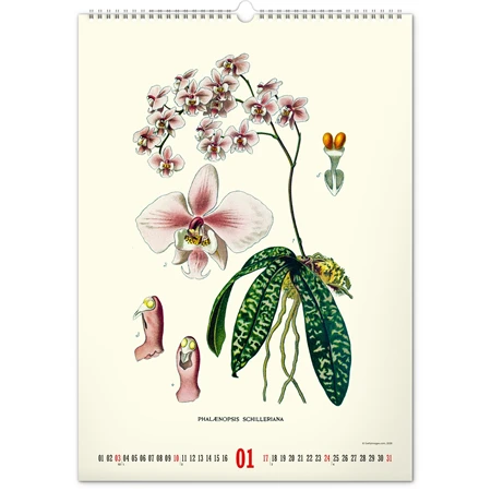 Falinaptár 2027 REAL 460 x 330mm Herbarium