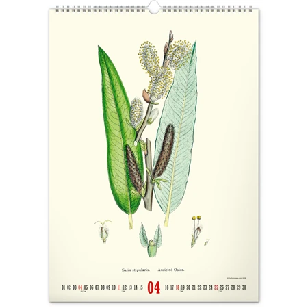 Falinaptár 2027 REAL 460 x 330mm Herbarium
