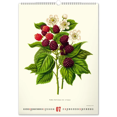 Falinaptár 2027 REAL 460 x 330mm Herbarium