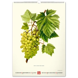 Falinaptár 2027 REAL 460 x 330mm Herbarium