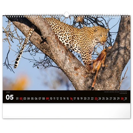 Falinaptár 2027 REAL 480 x 330mm Wild Africa
