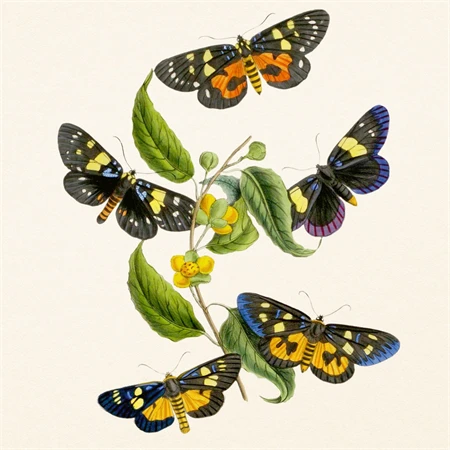 Falinaptár 2027 REAL lemez 300 x 600mm Butterfly