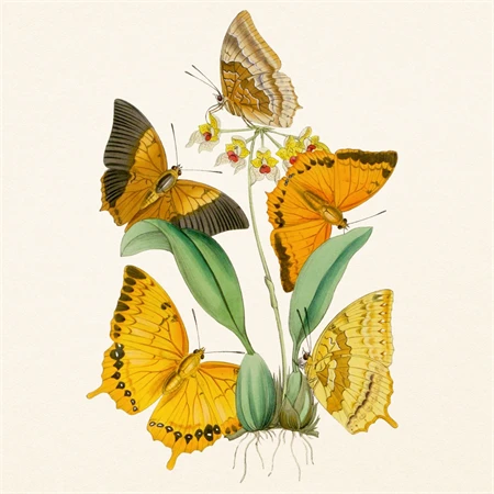 Falinaptár 2027 REAL lemez 300 x 600mm Butterfly