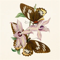 Falinaptár 2027 REAL lemez 300 x 600mm Butterfly