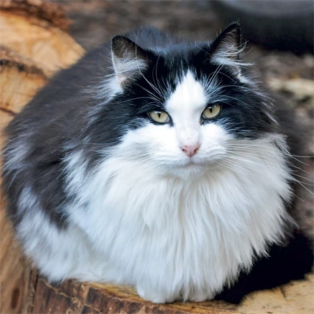Falinaptár 2027 REAL lemez 300 x 600mm Cats