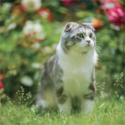 Falinaptár 2027 REAL lemez 300 x 600mm Cats