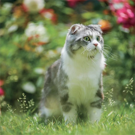 Falinaptár 2027 REAL lemez 300 x 600mm Cats