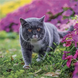 Falinaptár 2027 REAL lemez 300 x 600mm Cats