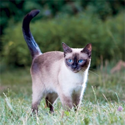 Falinaptár 2027 REAL lemez 300 x 600mm Cats