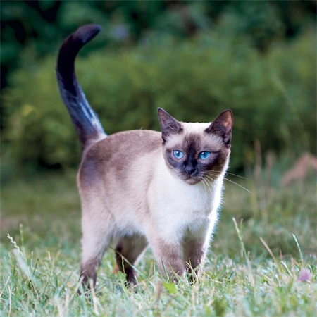 Falinaptár 2027 REAL lemez 300 x 600mm Cats