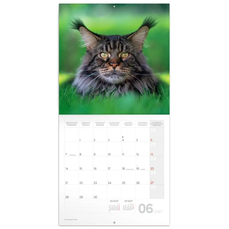 Falinaptár 2027 REAL lemez 300 x 600mm Cats