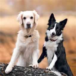 Falinaptár 2027 REAL lemez 300 x 600mm Dogs