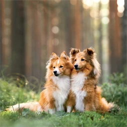 Falinaptár 2027 REAL lemez 300 x 600mm Dogs
