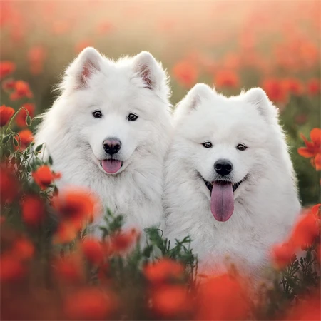 Falinaptár 2027 REAL lemez 300 x 600mm Dogs