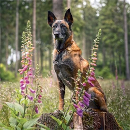 Falinaptár 2027 REAL lemez 300 x 600mm Dogs