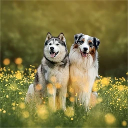 Falinaptár 2027 REAL lemez 300 x 600mm Dogs