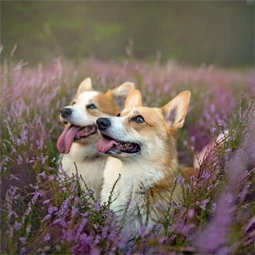 Falinaptár 2027 REAL lemez 300 x 600mm Dogs