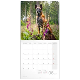 Falinaptár 2027 REAL lemez 300 x 600mm Dogs