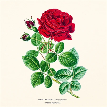 Falinaptár 2027 REAL lemez 300 x 600mm Herbarium