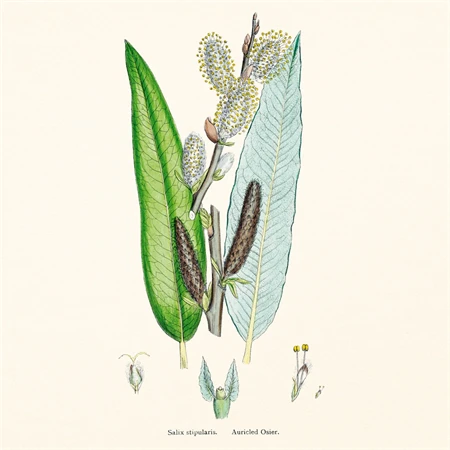 Falinaptár 2027 REAL lemez 300 x 600mm Herbarium