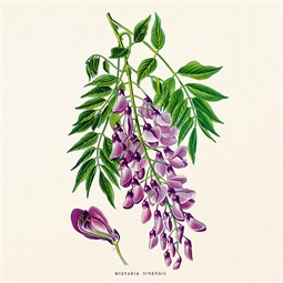 Falinaptár 2027 REAL lemez 300 x 600mm Herbarium