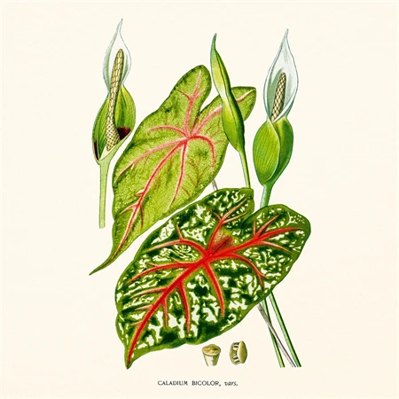 Falinaptár 2027 REAL lemez 300 x 600mm Herbarium