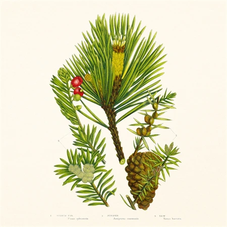 Falinaptár 2027 REAL lemez 300 x 600mm Herbarium