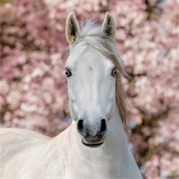 Falinaptár 2027 REAL lemez 300 x 600mm Horses