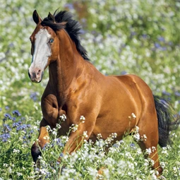Falinaptár 2027 REAL lemez 300 x 600mm Horses