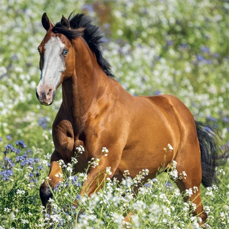 Falinaptár 2027 REAL lemez 300 x 600mm Horses