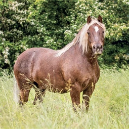 Falinaptár 2027 REAL lemez 300 x 600mm Horses