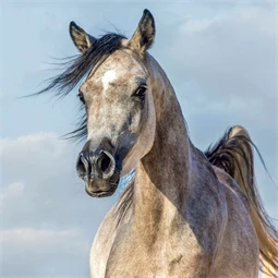 Falinaptár 2027 REAL lemez 300 x 600mm Horses