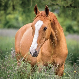Falinaptár 2027 REAL lemez 300 x 600mm Horses