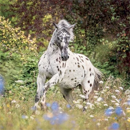 Falinaptár 2027 REAL lemez 300 x 600mm Horses