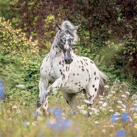 Falinaptár 2027 REAL lemez 300 x 600mm Horses