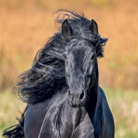 Falinaptár 2027 REAL lemez 300 x 600mm Horses