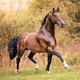 Falinaptár 2027 REAL lemez 300 x 600mm Horses