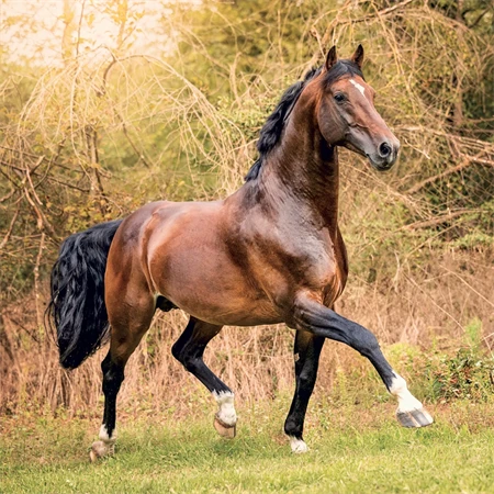 Falinaptár 2027 REAL lemez 300 x 600mm Horses