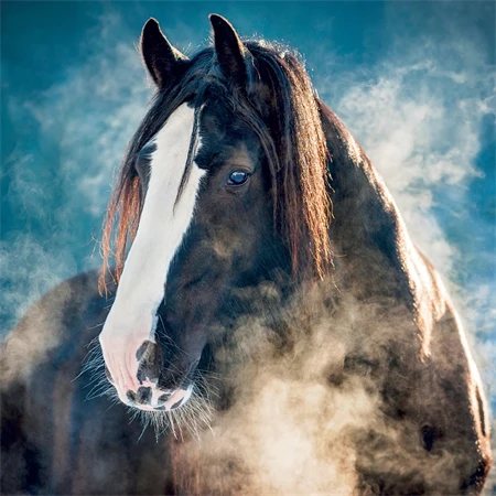 Falinaptár 2027 REAL lemez 300 x 600mm Horses