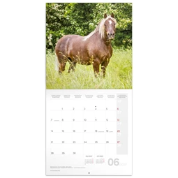 Falinaptár 2027 REAL lemez 300 x 600mm Horses