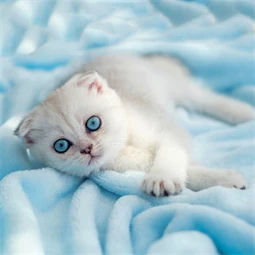 Falinaptár 2027 REAL lemez 300 x 600mm Kittens