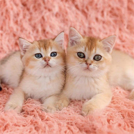 Falinaptár 2027 REAL lemez 300 x 600mm Kittens
