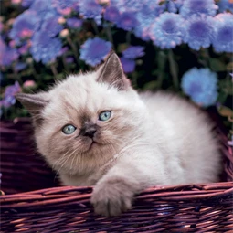 Falinaptár 2027 REAL lemez 300 x 600mm Kittens